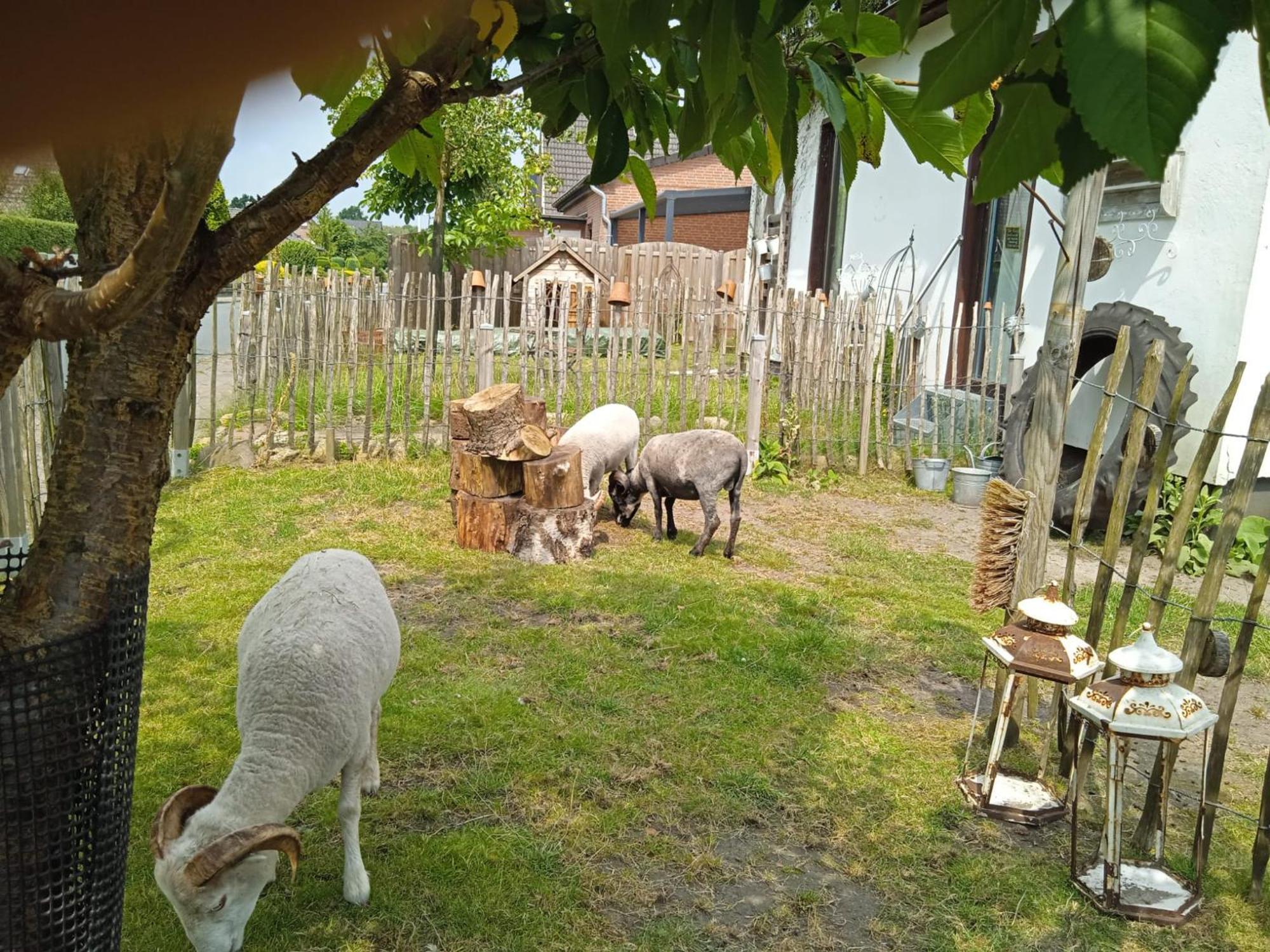 Ferienhaus Mit Minibauernhof Munster im Heidekreis Eksteriør bilde